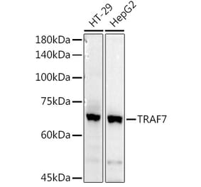 Western Blot - Anti-TRAF7 Antibody (A14346) - Antibodies.com