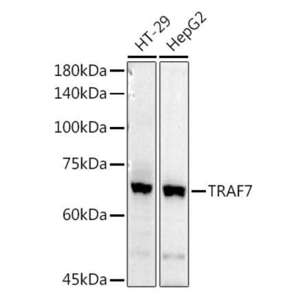 Western Blot - Anti-TRAF7 Antibody (A14346) - Antibodies.com