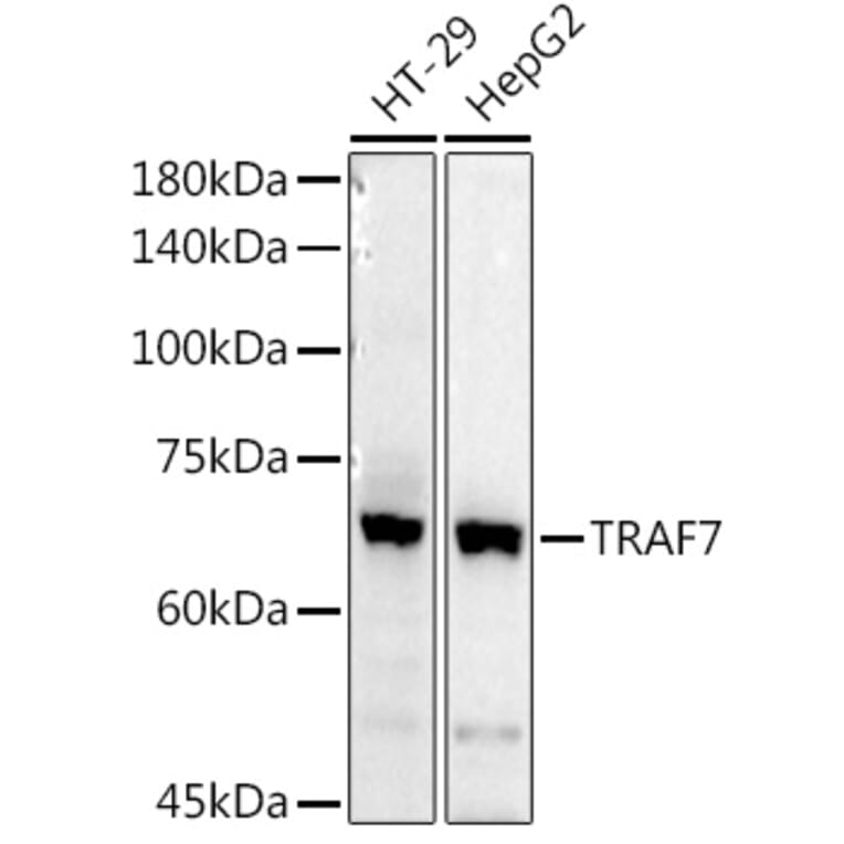 Western Blot - Anti-TRAF7 Antibody (A14346) - Antibodies.com