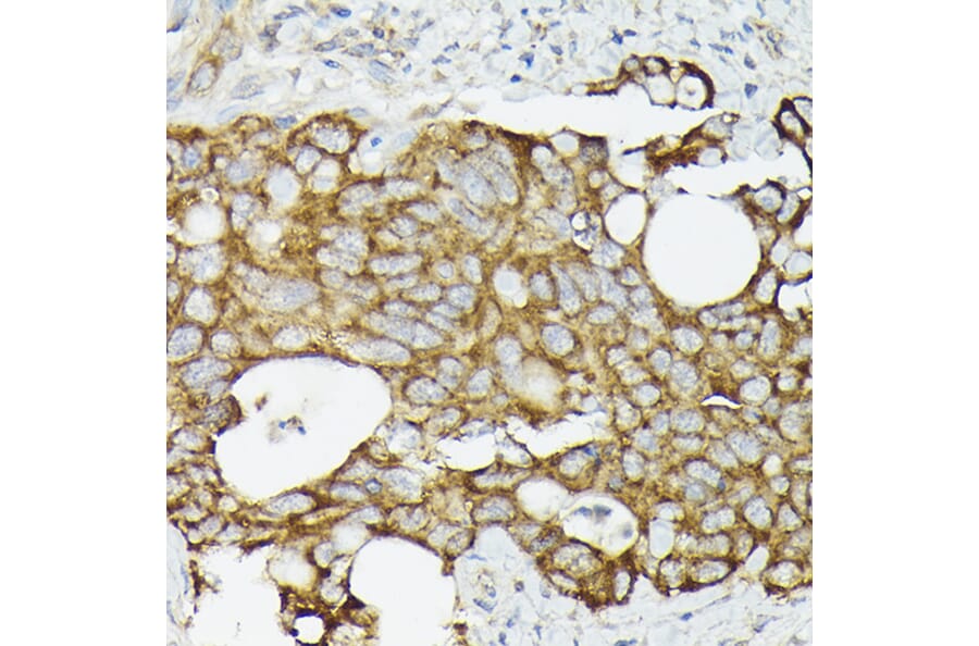 Immunohistochemistry - Anti-TRAF7 Antibody (A14346) - Antibodies.com