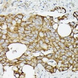 Immunohistochemistry - Anti-TRAF7 Antibody (A14346) - Antibodies.com