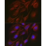 Immunofluorescence - Anti-TRAF7 Antibody (A14346) - Antibodies.com