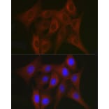 Immunofluorescence - Anti-TRAF7 Antibody (A14346) - Antibodies.com