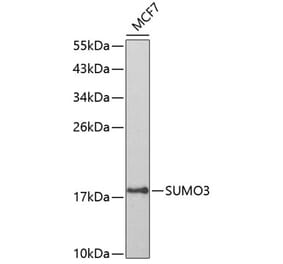 Western Blot - Anti-Sumo 3 Antibody (A14349) - Antibodies.com