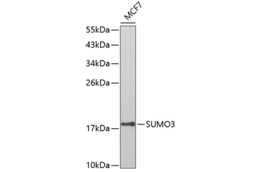 Western Blot - Anti-Sumo 3 Antibody (A14349) - Antibodies.com