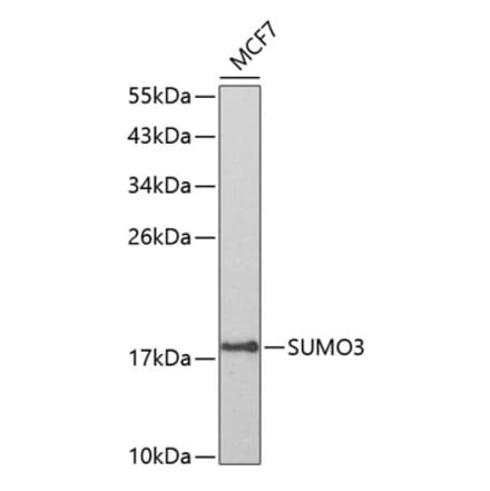 Western Blot - Anti-Sumo 3 Antibody (A14349) - Antibodies.com