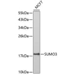 Western Blot - Anti-Sumo 3 Antibody (A14349) - Antibodies.com