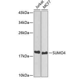Western Blot - Anti-Sumo4 Antibody (A14350) - Antibodies.com