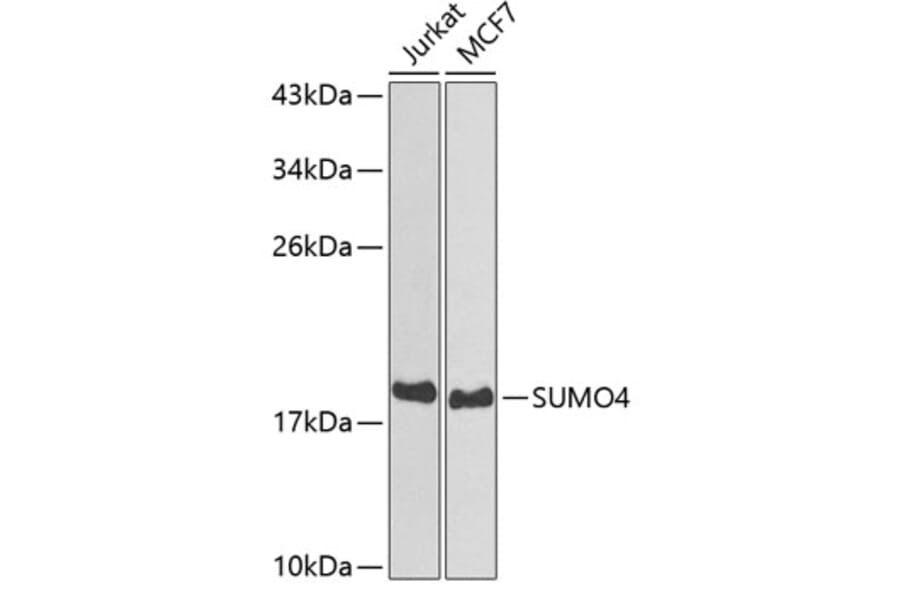 Western Blot - Anti-Sumo4 Antibody (A14350) - Antibodies.com