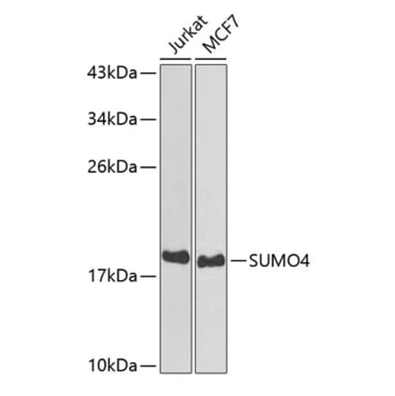 Western Blot - Anti-Sumo4 Antibody (A14350) - Antibodies.com