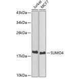 Western Blot - Anti-Sumo4 Antibody (A14350) - Antibodies.com