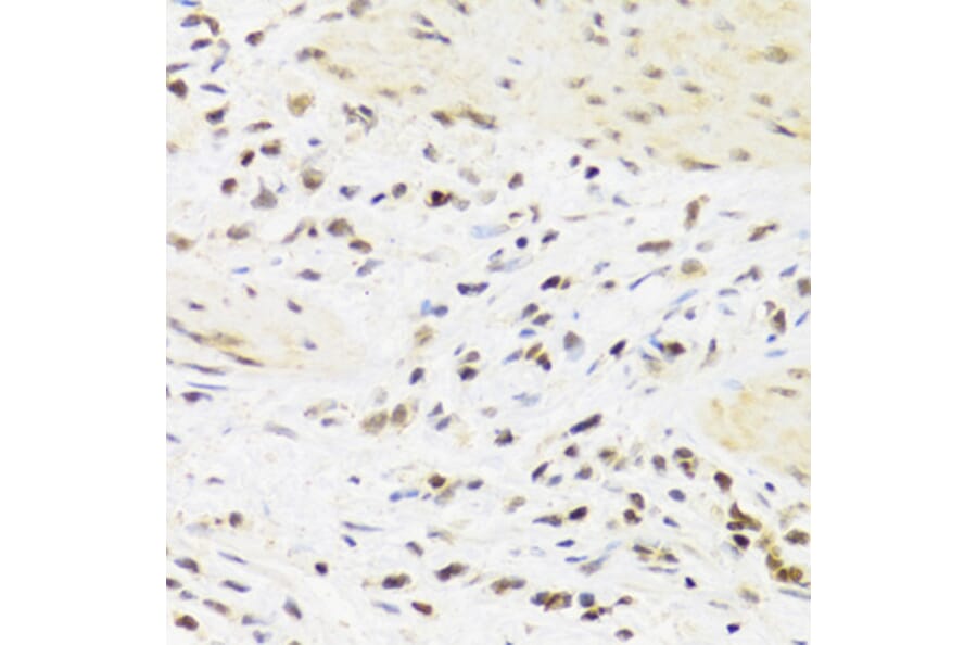Immunohistochemistry - Anti-Sumo4 Antibody (A14350) - Antibodies.com