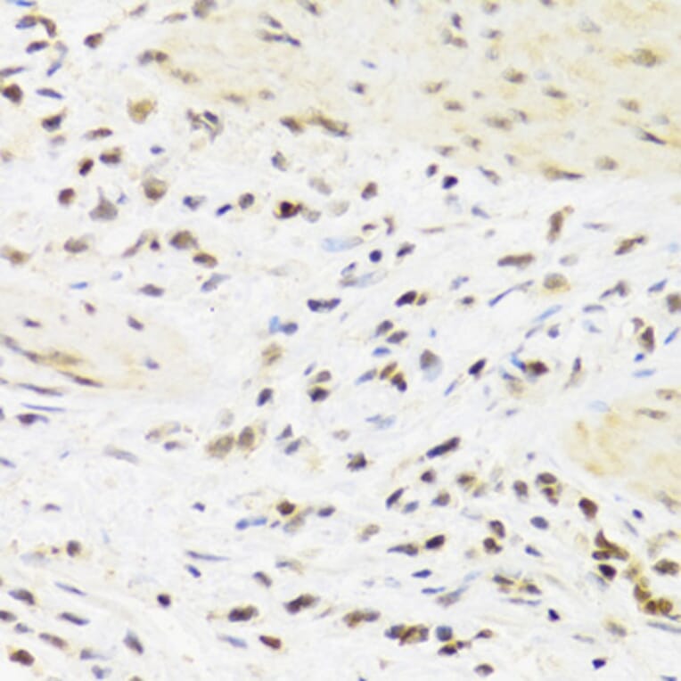 Immunohistochemistry - Anti-Sumo4 Antibody (A14350) - Antibodies.com