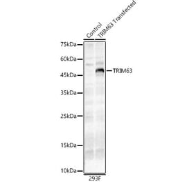 Western Blot - Anti-MURF1 Antibody (A14351) - Antibodies.com