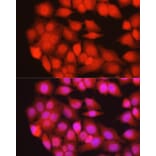 Immunofluorescence - Anti-MURF1 Antibody (A14351) - Antibodies.com
