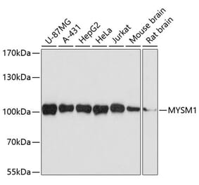 Western Blot - Anti-MYSM1 Antibody (A14352) - Antibodies.com