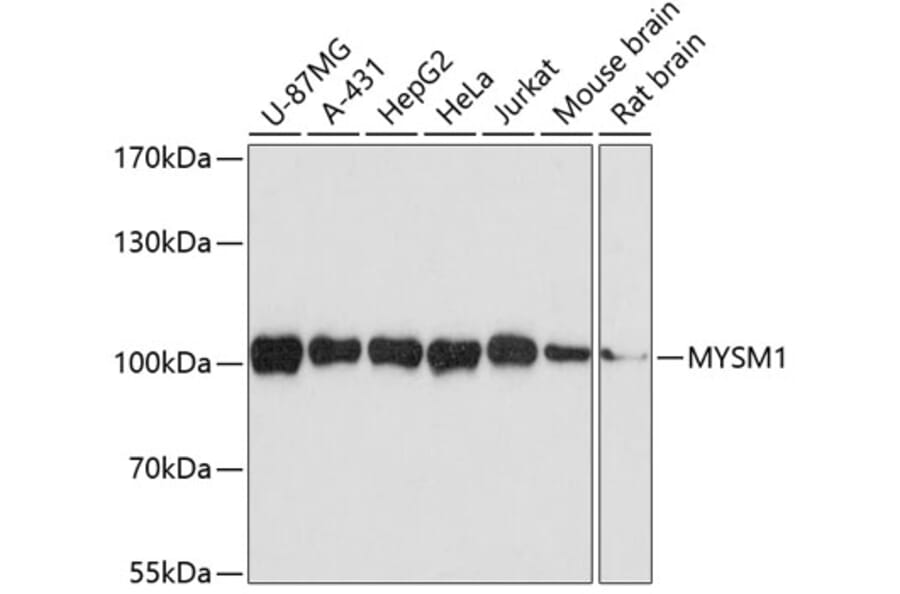 Western Blot - Anti-MYSM1 Antibody (A14352) - Antibodies.com