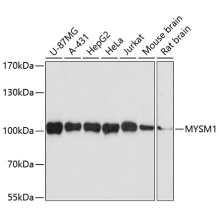Western Blot - Anti-MYSM1 Antibody (A14352) - Antibodies.com