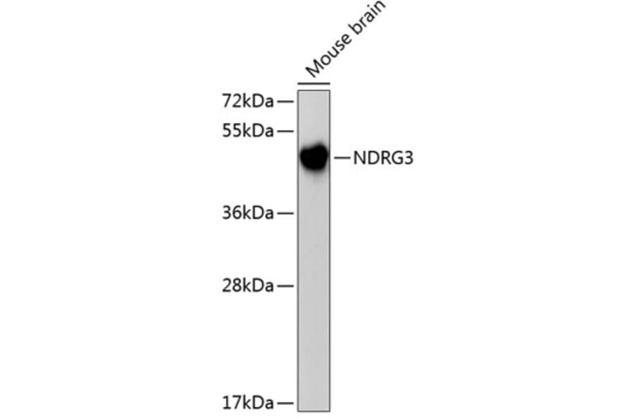 Western Blot - Anti-NDRG3 Antibody (A3105) - Antibodies.com