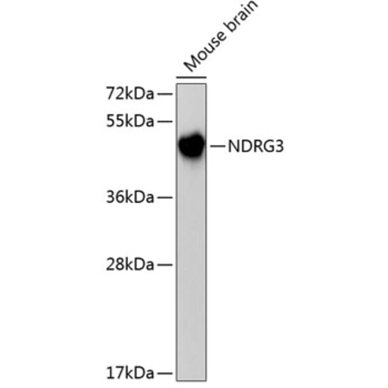 Western Blot - Anti-NDRG3 Antibody (A3105) - Antibodies.com