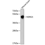 Western Blot - Anti-NDRG3 Antibody (A3105) - Antibodies.com