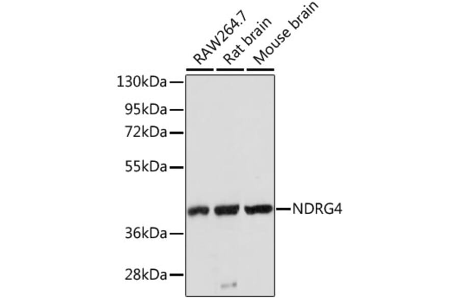 Western Blot - Anti-NDRG4 Antibody (A3106) - Antibodies.com
