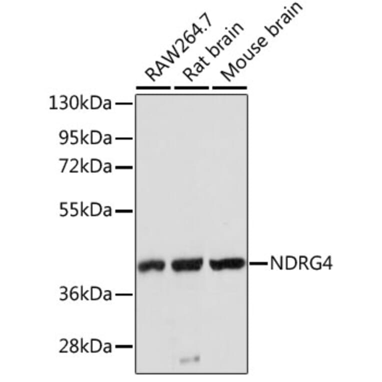 Western Blot - Anti-NDRG4 Antibody (A3106) - Antibodies.com