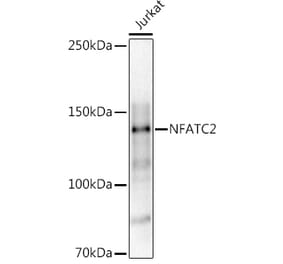 Western Blot - Anti-NFAT1 Antibody (A14355) - Antibodies.com