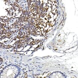 Immunohistochemistry - Anti-NFAT1 Antibody (A14355) - Antibodies.com