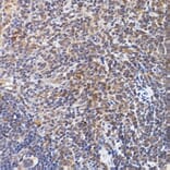 Immunohistochemistry - Anti-NFAT1 Antibody (A14355) - Antibodies.com