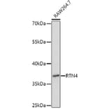 Western Blot - Anti-RTN4 Antibody (A3114) - Antibodies.com