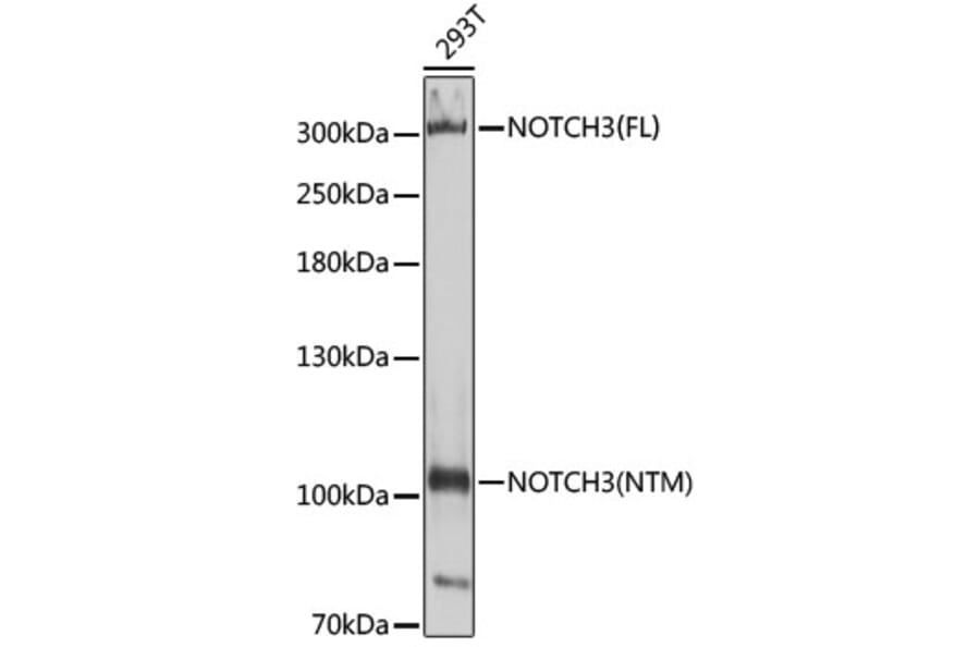 Western Blot - Anti-NOTCH3 Antibody (A14360) - Antibodies.com