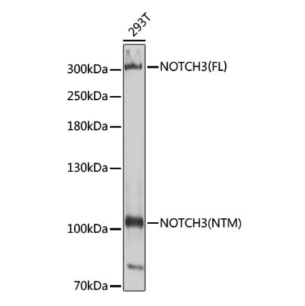 Western Blot - Anti-NOTCH3 Antibody (A14360) - Antibodies.com