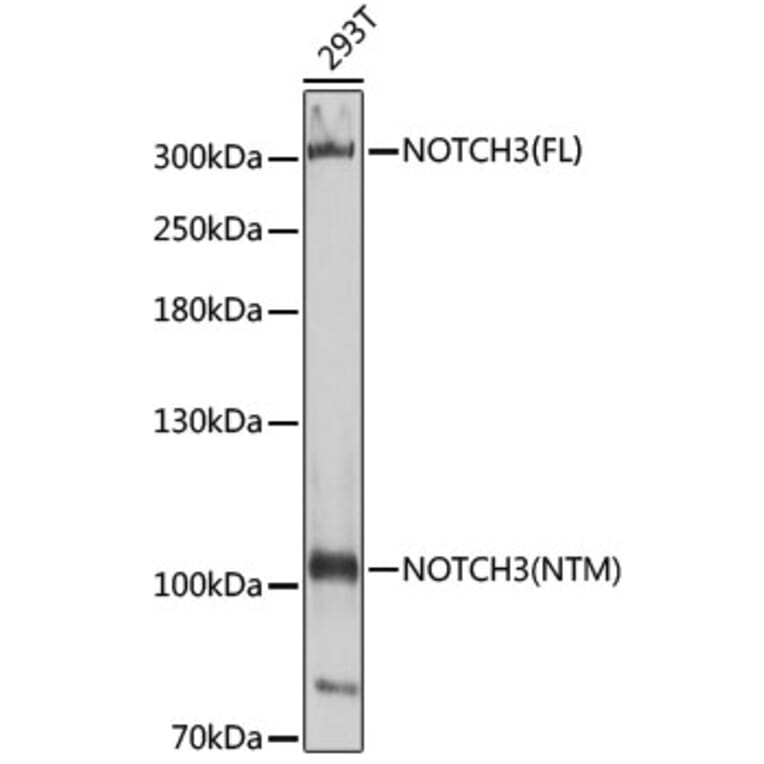 Western Blot - Anti-NOTCH3 Antibody (A14360) - Antibodies.com