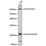 Western Blot - Anti-NOTCH3 Antibody (A14360) - Antibodies.com