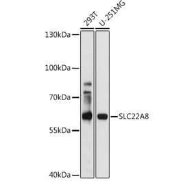 Western Blot - Anti-OAT3 Antibody (A14362) - Antibodies.com