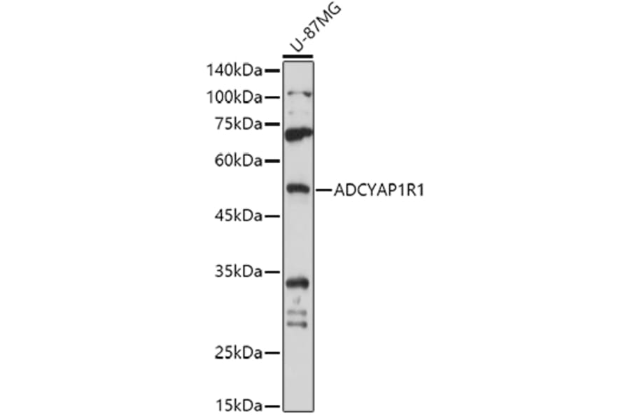 Western Blot - Anti-PACAP receptor/ADCYAP1R1 Antibody (A14363) - Antibodies.com