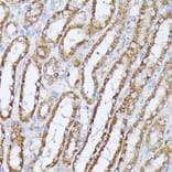 Immunohistochemistry - Anti-PPP2CB Antibody (A14364) - Antibodies.com