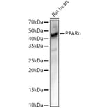 Western Blot - Anti-PPAR alpha Antibody (A14365) - Antibodies.com