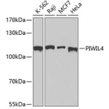 Western Blot - Anti-PIWIL4 Antibody (A3144) - Antibodies.com