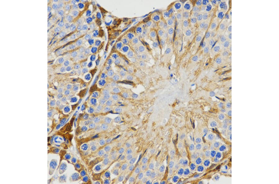 Immunohistochemistry - Anti-PIWIL4 Antibody (A3144) - Antibodies.com