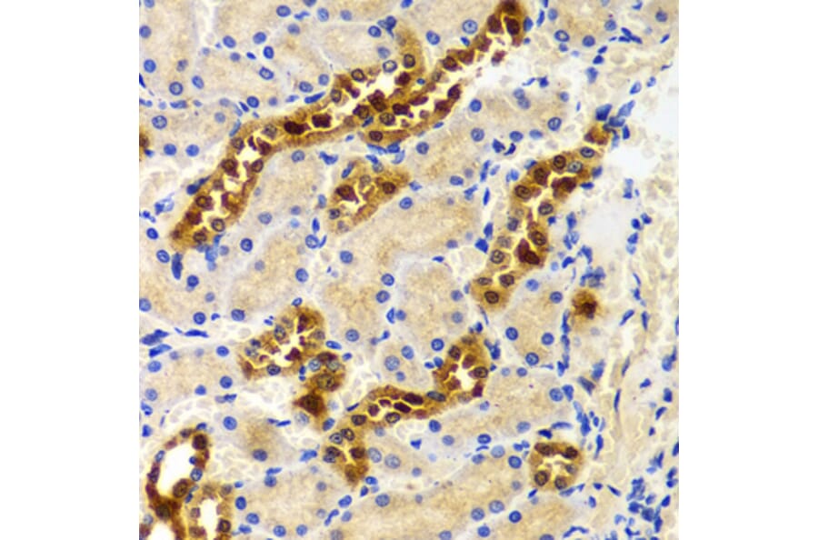 Immunohistochemistry - Anti-PIWIL4 Antibody (A3144) - Antibodies.com