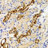 Immunohistochemistry - Anti-PIWIL4 Antibody (A3144) - Antibodies.com