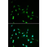 Immunofluorescence - Anti-PIWIL4 Antibody (A3144) - Antibodies.com