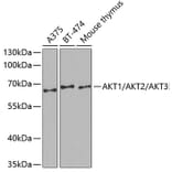 Western Blot - Anti-Pan-AKT Antibody (A3145) - Antibodies.com