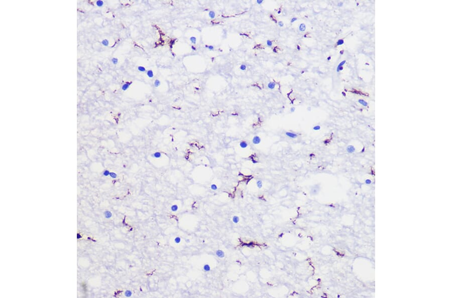 Immunohistochemistry - Anti-Iba1 Antibody (A14379) - Antibodies.com