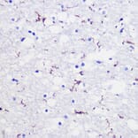 Immunohistochemistry - Anti-Iba1 Antibody (A14379) - Antibodies.com