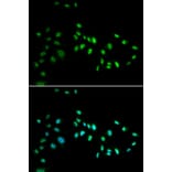 Immunofluorescence - Anti-Dnmt3a Antibody (A14385) - Antibodies.com