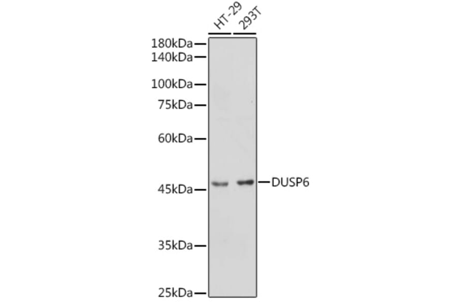 Western Blot - Anti-DUSP6 Antibody (A14387) - Antibodies.com