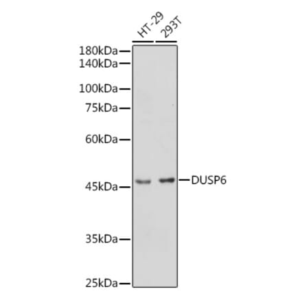 Western Blot - Anti-DUSP6 Antibody (A14387) - Antibodies.com
